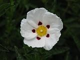 Cistus Rock Rose 